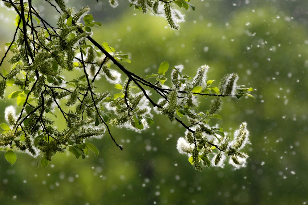 Pollenallergie schlägt auch auf die Ohren